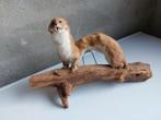 Opgezette wezel/marter, Verzamelen, Dierenverzamelingen, Ophalen of Verzenden, Zo goed als nieuw, Vogel, Opgezet dier