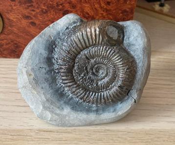 Dactylioceras Ammoniet Fossiel Yorkshire kust beschikbaar voor biedingen