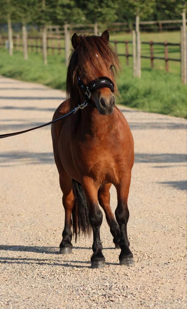 Lieve shetlander ruin, Dieren en Toebehoren, Pony's, Ruin, A pony (tot 1.17m), Met stamboom