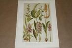 Antieke botanische kleurenlitho - o.a. Moeraswortel Orchis !, Ophalen of Verzenden