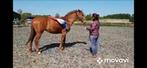 Instructie en training van uw paard, Gedragstraining