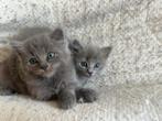 Ragdoll X Nebelung, Dieren en Toebehoren, Kater, Ontwormd