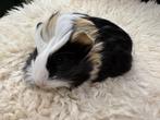 Jonge tamme cavia’s ( beertjes en zeugjes) geen groothandel, Cavia, December, Meerdere dieren, Tam