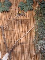 Kleine cubavink, Dieren en Toebehoren, Meerdere dieren, Tropenvogel
