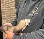 Te koop fretten, Dieren en Toebehoren, Overige Dieren, Mei, Meerdere dieren