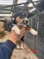 Prachtig nestje Welsh Corgi puppy's, Dieren en Toebehoren, Honden | Niet-rashonden, 8 tot 15 weken, Meerdere, Meerdere dieren