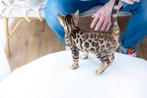 Bengaal Kitten, Dieren en Toebehoren, Kater, Met stamboom, 0 tot 2 jaar