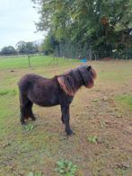 Shetland stamboek pony twenter ., Dieren en Toebehoren, Pony's, Merrie, A pony (tot 1.17m), 0 tot 2 jaar