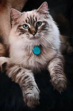 Ragdoll dekkater, 0 tot 2 jaar