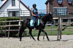 ## Super knappe en TOP braaf te rijden unieke Murgese ruin, B, Ruin, 3 tot 6 jaar, 160 tot 165 cm