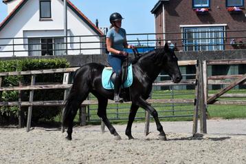 ## Super knappe en TOP braaf te rijden unieke Murgese ruin beschikbaar voor biedingen