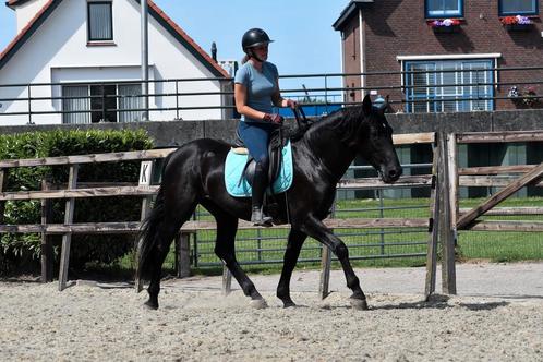 ## Super knappe en TOP braaf te rijden unieke Murgese ruin, Dieren en Toebehoren, Paarden, Ruin, B, 160 tot 165 cm, 3 tot 6 jaar
