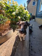 Knapperd milo, Jack Russell Terriër, Reu, CDV (hondenziekte), 1 tot 2 jaar