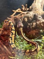 Koningspython / Python regius, Slang, Tam, 0 tot 2 jaar