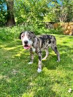 Amerikaanse bully xl/xxl, Dieren en Toebehoren, Honden | Bulldogs, Pinschers en Molossers, 15 weken tot 1 jaar, Overige rassen