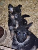Advertentie aangepast Oud-Duitse Herder pups, Dieren en Toebehoren, Honden | Herdershonden en Veedrijvers, CDV (hondenziekte)