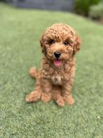 Lieve toypoedel pup (reutje) zoekt warm thuis, Poedel, Rabiës (hondsdolheid), Reu, 8 tot 15 weken