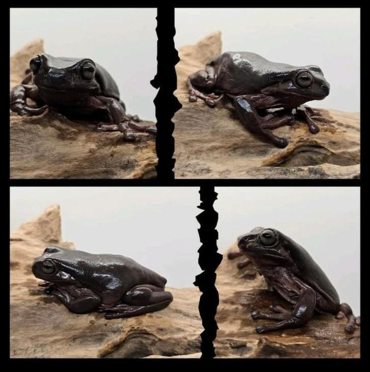 Unieke kleur koraalteenboomkikker, Dieren en Toebehoren, Reptielen en Amfibieën, Amfibie, 0 tot 2 jaar, Tam