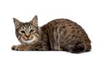 kattenoppas Enschede, Diensten en Vakmensen, Particuliere oppas