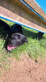 Zwart/wit Labrador X reutjes, Dieren en Toebehoren, 15 weken tot 1 jaar, Reu, Meerdere, Middel