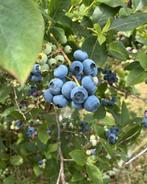 Blauwebessenpluktuin Elim , Blauwebessen, Ophalen of Verzenden, Lente