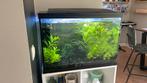 Aquarium inclusief vissen etc…, Dieren en Toebehoren, Vissen | Aquaria en Toebehoren, Ophalen, Gebruikt, Gevuld zoetwateraquarium