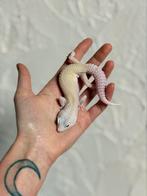 Snowflake luipaardgekko man, Hagedis, Tam, 0 tot 2 jaar