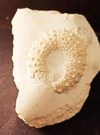 Fossiele zee-egel Phymosoma magnificum (274F), Verzamelen, Mineralen en Fossielen, Ophalen of Verzenden, Fossiel