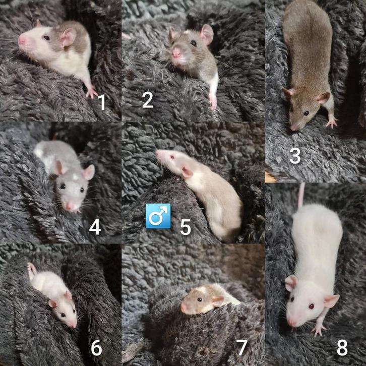 Leuke, tamme jonge ratten, Dieren en Toebehoren, Knaagdieren, Meerdere dieren, Rat, Oktober, Tam