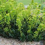 Wolfsmelk, euphorbia, vaste plant, Tuin en Terras, Planten | Tuinplanten, Bodembedekkers, Vaste plant, Ophalen of Verzenden, Halfschaduw