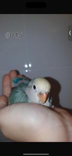 ♀️️Halftam agapornis roseicollis jong. zie beschrijving, Dieren en Toebehoren, Vrouwelijk, Dwergpapegaai of Agapornis, Geringd