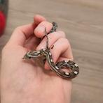 Rode rattenslang, Pantherophis guttatus, NK25 Anery 0.0.1, Slang, 0 tot 2 jaar