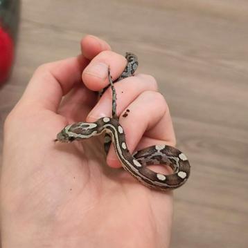 Rode rattenslang, Pantherophis guttatus, NK25 Anery 0.0.1 beschikbaar voor biedingen