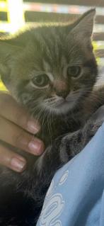 Brits korthaar kitten, Dieren en Toebehoren, Katten en Kittens | Raskatten | Korthaar, Kater, Ontwormd