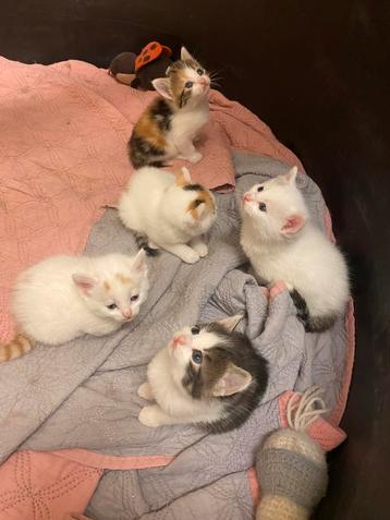 5 lieve europkh kittens beschikbaar voor biedingen