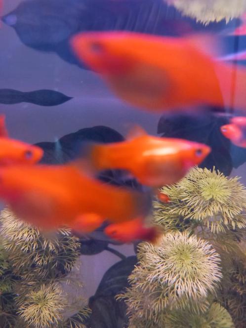 Platy's en guppen, Dieren en Toebehoren, Vissen | Aquariumvissen, Vis