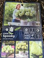 Dwerg pluimhortensia Little Spooky, Ophalen of Verzenden, Hortensia, Struik, Minder dan 100 cm