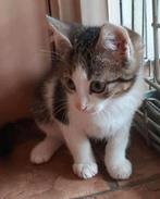 Katertje wit/ grijs, Dieren en Toebehoren, Katten en Kittens | Raskatten | Korthaar, Meerdere dieren