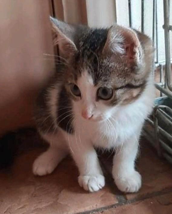 Katertje wit/ grijs, Dieren en Toebehoren, Katten en Kittens | Raskatten | Korthaar, Meerdere dieren