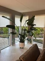 Strelitzia Nicolai XXL Formaat!, Huis en Inrichting, Kamerplanten, Ophalen of Verzenden, Halfschaduw, Minder dan 100 cm
