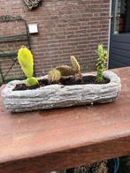 Stenen boomstammetje met 4 cactussen, Ophalen of Verzenden, Overige soorten, Volle zon