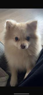 Pomeranian / Chihuahua verkoop!, Dieren en Toebehoren, Keeshond, Reu, 1 tot 2 jaar, Eén hond