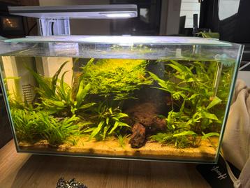 Superfish Quadro 40 pro - aquarium inclusief inhoud beschikbaar voor biedingen