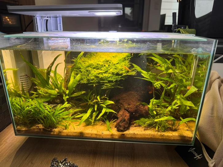 Superfish Quadro 40 pro - aquarium inclusief inhoud, Dieren en Toebehoren, Vissen | Aquaria en Toebehoren, Zo goed als nieuw, Gevuld zoetwateraquarium
