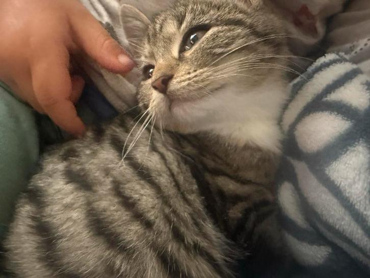 Twee lieve kittens – alleen samen weg (kater & poesje), Dieren en Toebehoren, Katten en Kittens | Overige Katten, Meerdere dieren