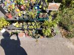 Zelf gekweekte stekjes, planten, groente en fruit, Ophalen
