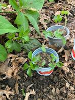 Gratis af te halen: zaailingen van helleborus orrientalis, Tuin en Terras, Vaste plant, Halfschaduw, Winter, Ophalen