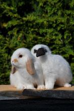 Koppel Razuivere NHD baby konijntjes, Dieren en Toebehoren, Mannelijk, Dwerg, Hangoor, 0 tot 2 jaar