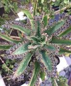 Kalanchoe Palma de Mallorca bio vaste kamerplant baby’s ste, Minder dan 100 cm, Ophalen of Verzenden, In pot, Bloeiende kamerplant