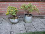 tuinplanten, Tuin en Terras, Vaste plant, Halfschaduw, Winter, Ophalen